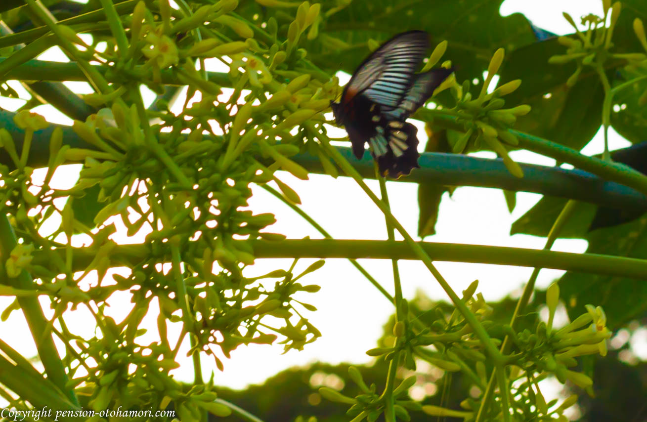 ナガサキアゲハ