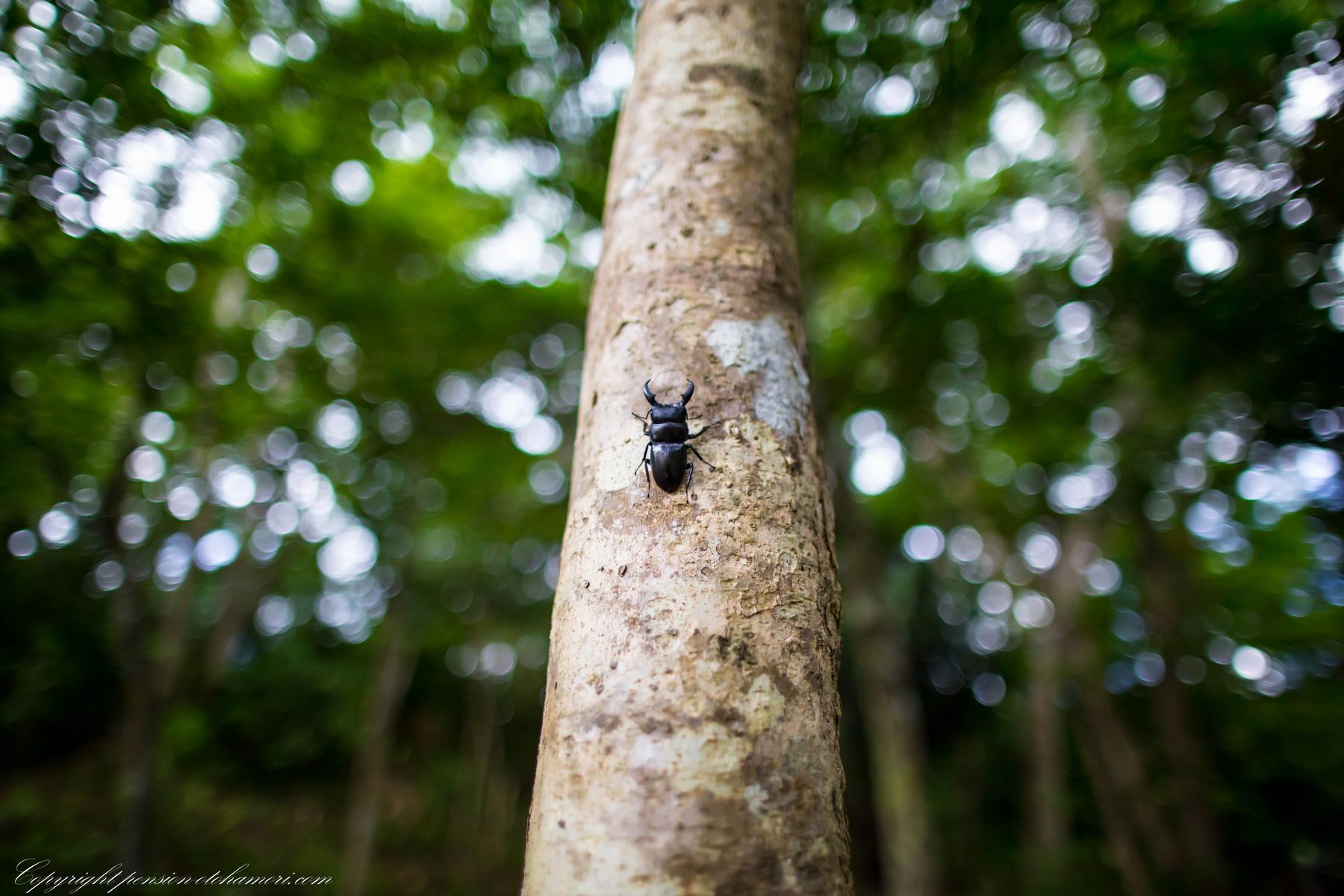 ヒラタクワガタ Dorcus titanus