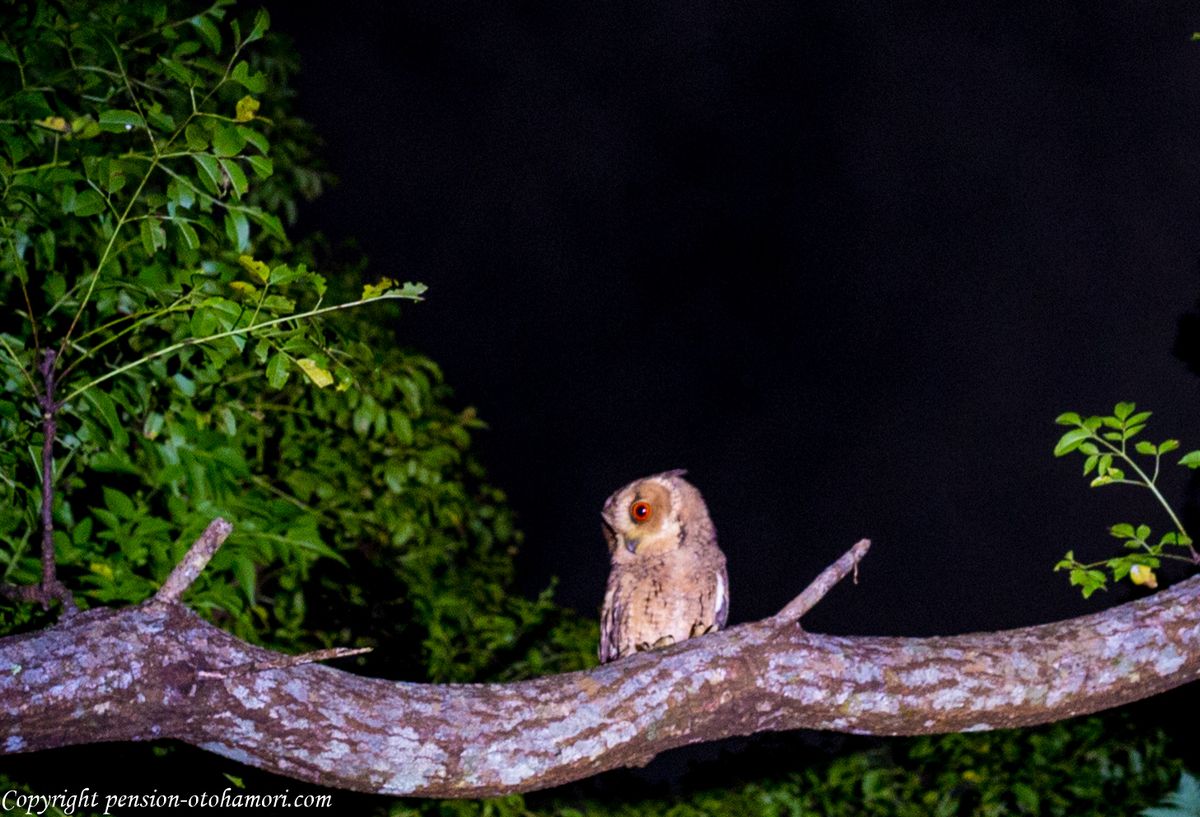 リュウキュウオオコノハズク