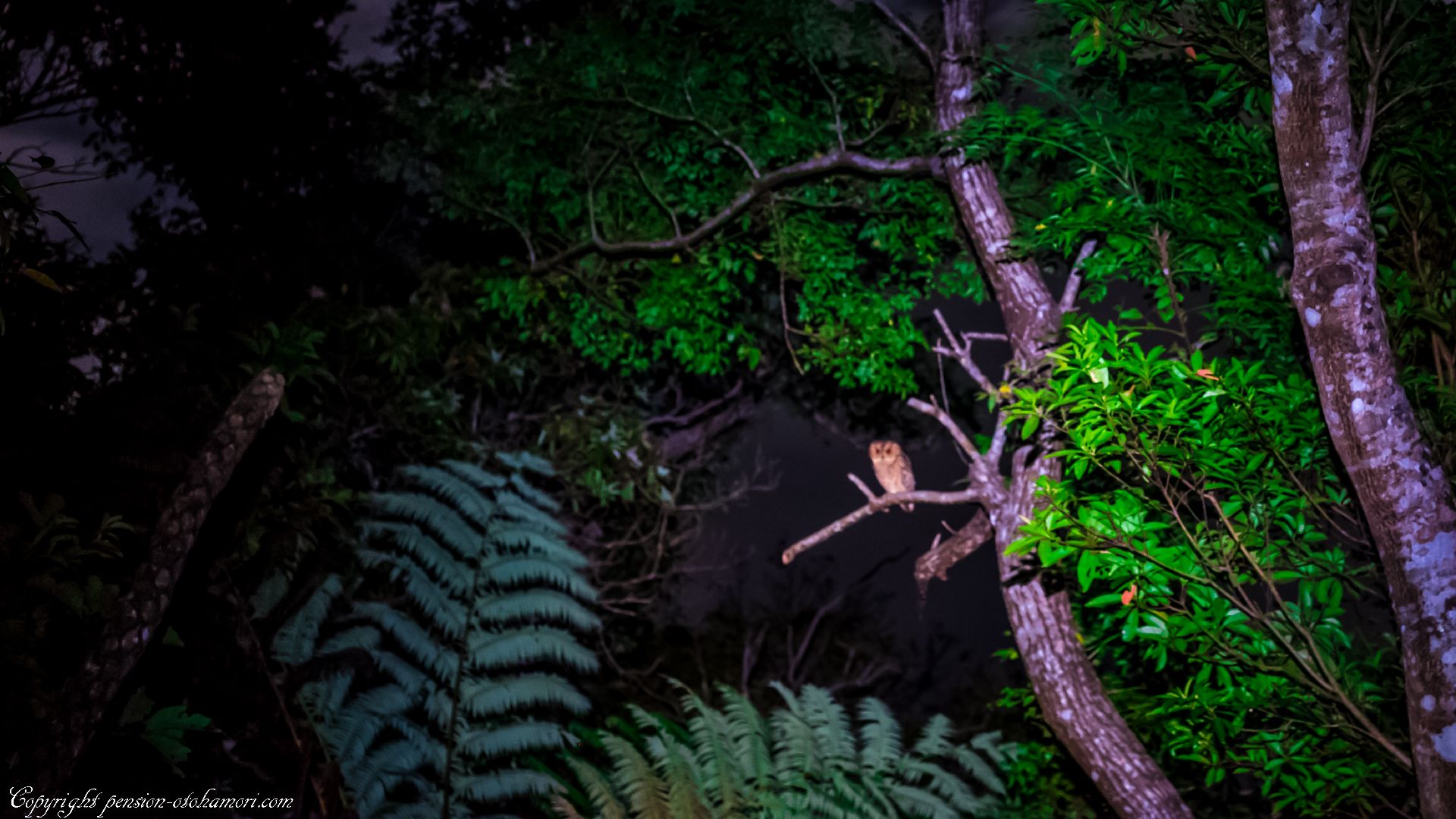 リュウキュウオオコノハズク