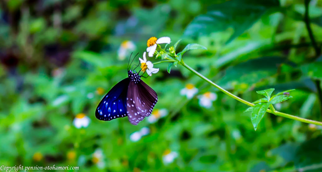 ツマムラサキマダラ