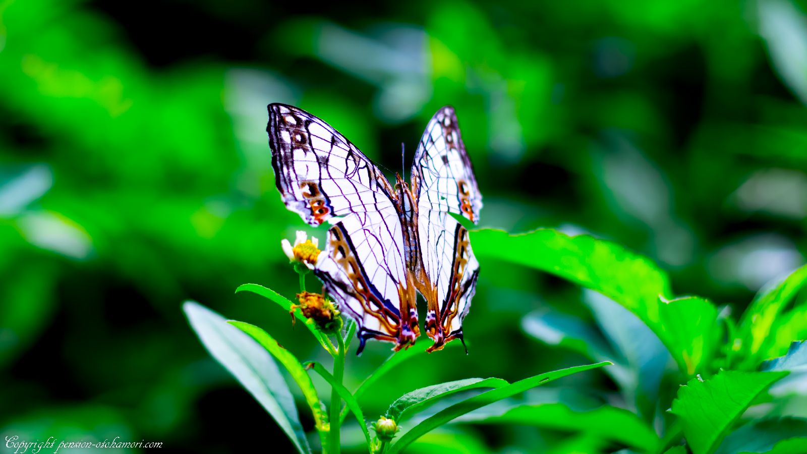 イシガケチョウ