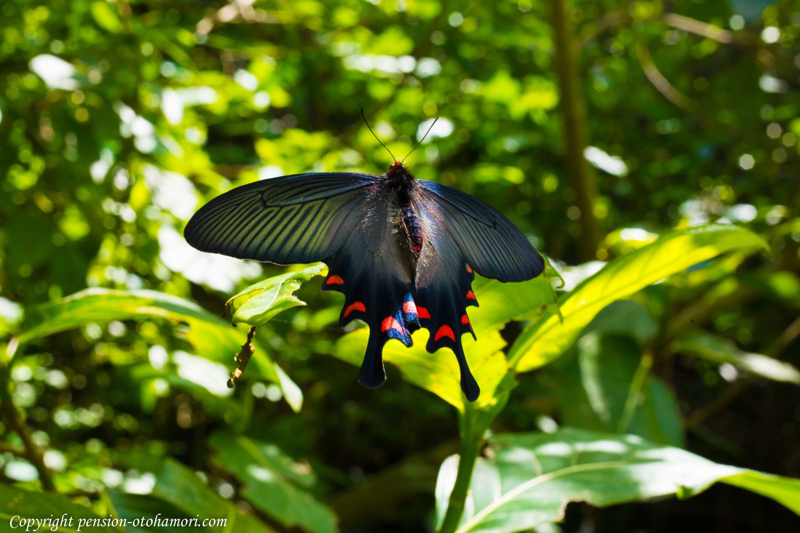 ジャコウアゲハ